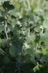 Malacothamnus fremontii