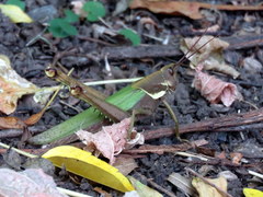 Coryacris angustipennis