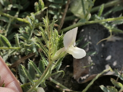 Vicia lutea
