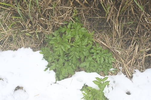 Image of Angelica pubescens by (c) 曾昱承 Yu-Cheng Zeng, some rights reserved (CC BY)