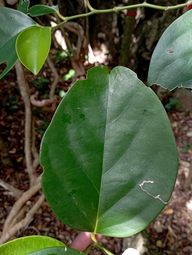 Gonocaryum calleryanum