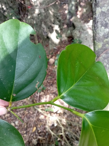 Gonocaryum calleryanum, photograph 2