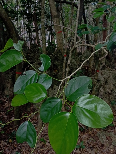 Gonocaryum calleryanum, photograph 3