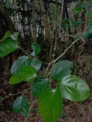 Gonocaryum calleryanum, photograph (c) jimmy, some rights reserved (CC BY)