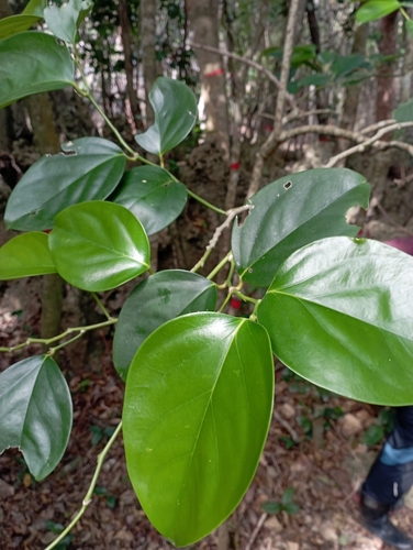 Gonocaryum calleryanum, photograph 4