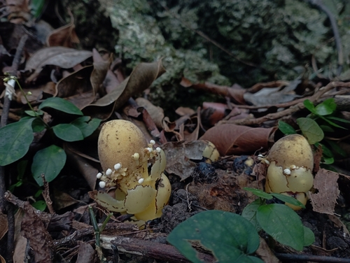 Image of Balanophora fungosa by (c) jimmy, some rights reserved (CC BY)