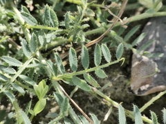 Vicia lutea
