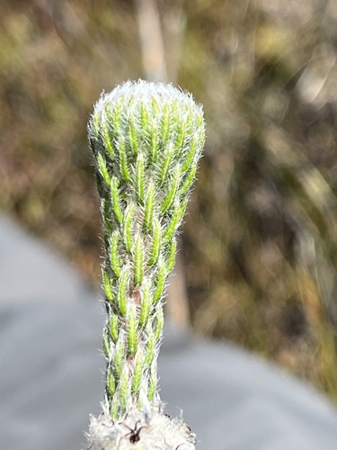 Phylica constricta (Phylica constricta)
