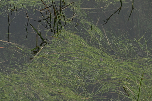 Image of Isoetes taiwanensis by (c) 曾昱承 Yu-Cheng Zeng, some rights reserved (CC BY)