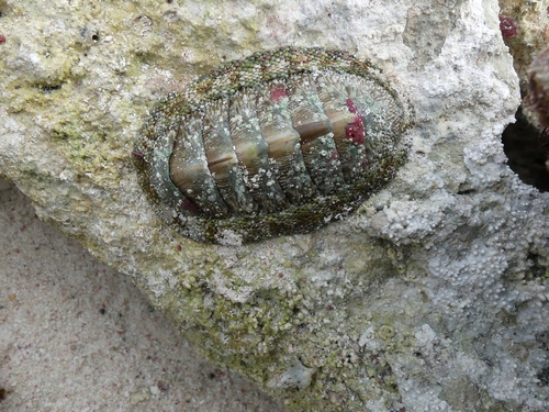 West Indian Green Chiton