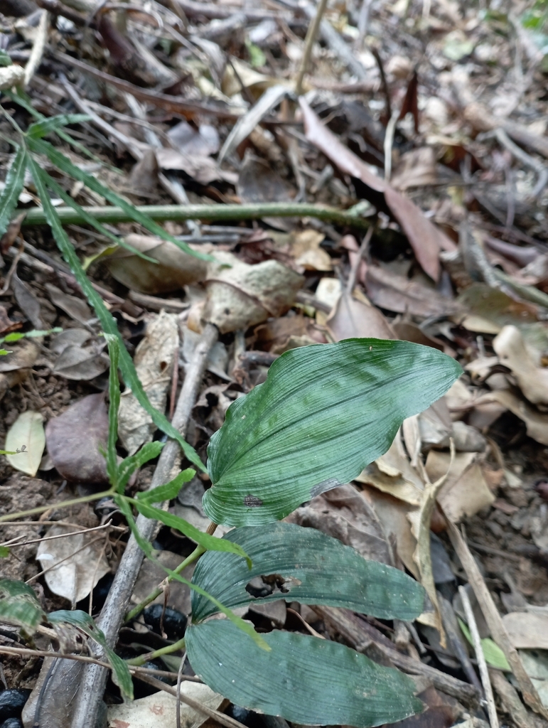 Tropidia somae