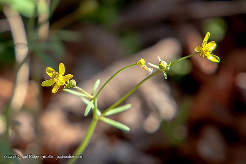 Image of Ranunculus harveyi by (c) Jay Brasher, some rights reserved (CC BY)