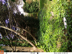 Sciurus carolinensis