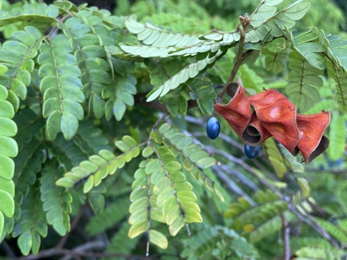 Abarema auriculata