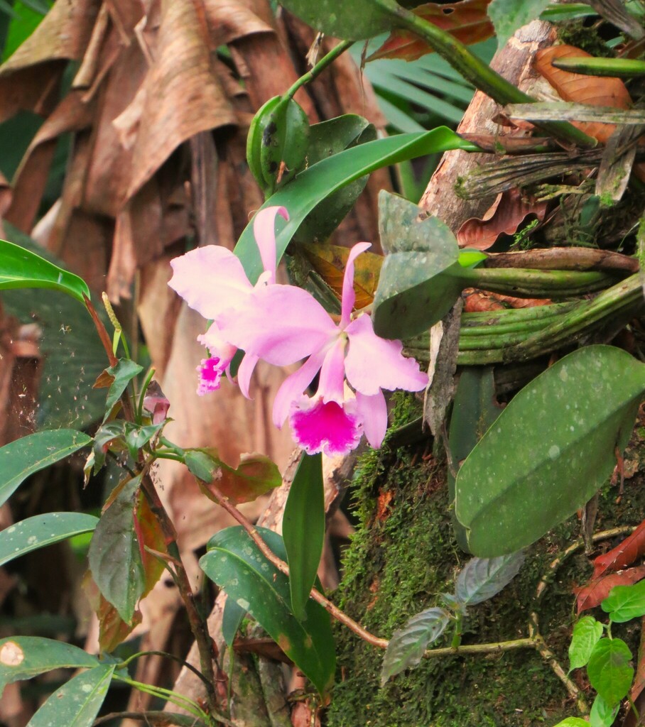 Cattleya labiata