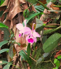 Cattleya labiata, photograph (c) Gustavo Sandres, some rights reserved (CC BY-SA)