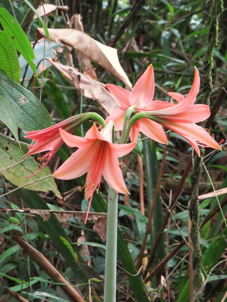 Hippeastrum stylosum