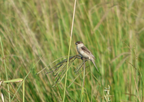 Pearly-bellied Seedeater (Sporophila pileata), photo 7