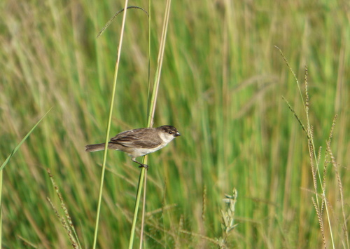 Pearly-bellied Seedeater (Sporophila pileata), photo 9