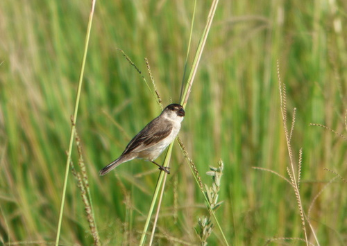 Pearly-bellied Seedeater (Sporophila pileata), photo 7