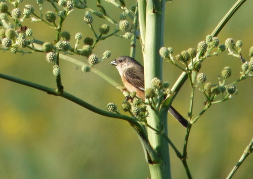 Marsh Seedeater (Sporophila palustris), photo 3