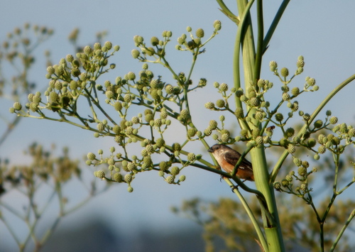 Marsh Seedeater (Sporophila palustris), photo 4