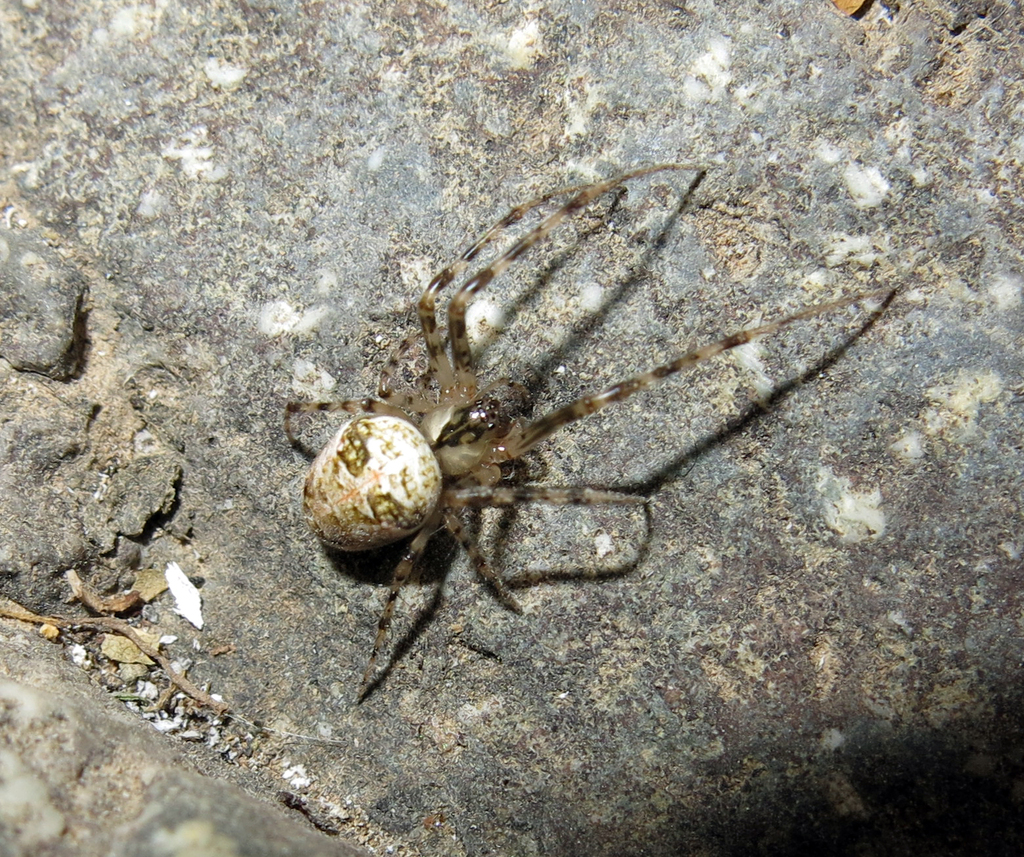 Metellina orientalis