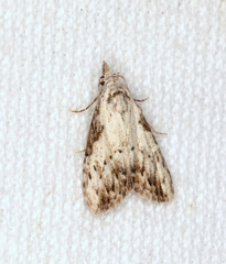 Nola pleurochorda