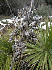 Yucca utahensis