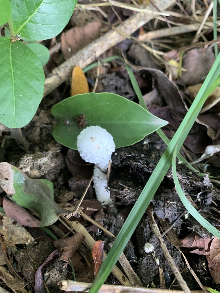 Leucocoprinus cretaceus · January 2024 · photo: © gabrieljovencio (iNaturalist, cc-by)