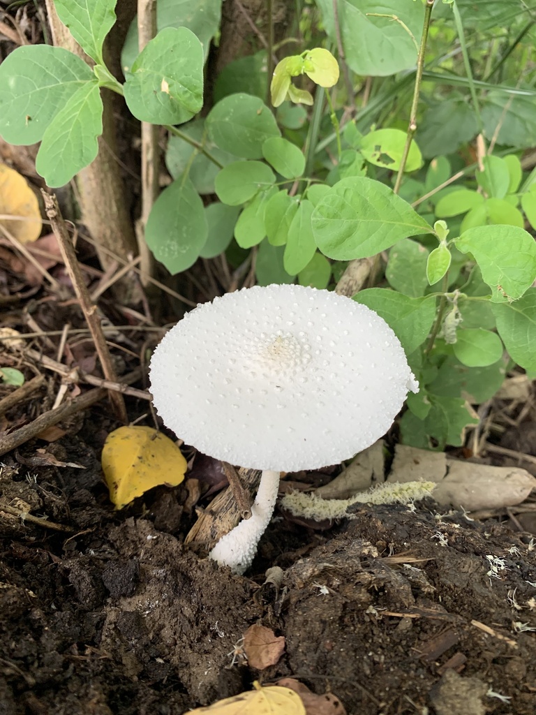 Leucocoprinus cretaceus · January 2024 · photo: © gabrieljovencio (iNaturalist, cc-by)