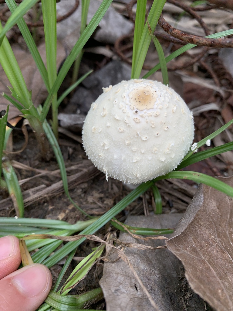 Chlorophyllum hortense · January 2024 · photo: © gabrieljovencio (iNaturalist, cc-by)