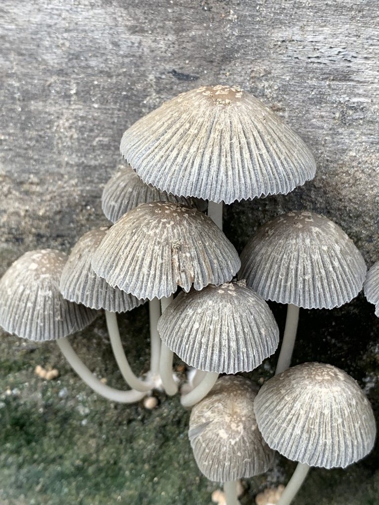 Coprinellus arenicola