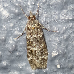 Eudonia philerga