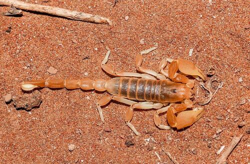 Opistophthalmus holmi · iNaturalist Ecuador