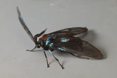Zama nigrigemma