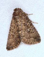 Condica aroana