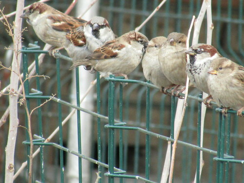 Gorrión común (Passer domesticus)