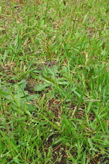 Anthoxanthum aristatum