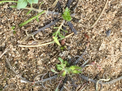 Callitriche marginata