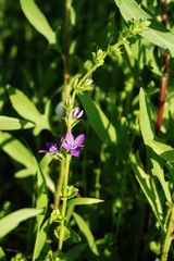 Triodanis