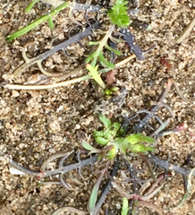 Callitriche marginata