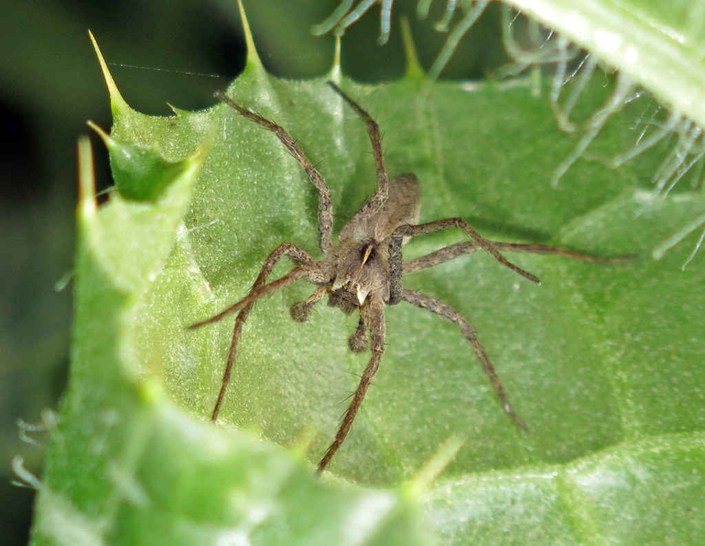 Pisaura novicia
