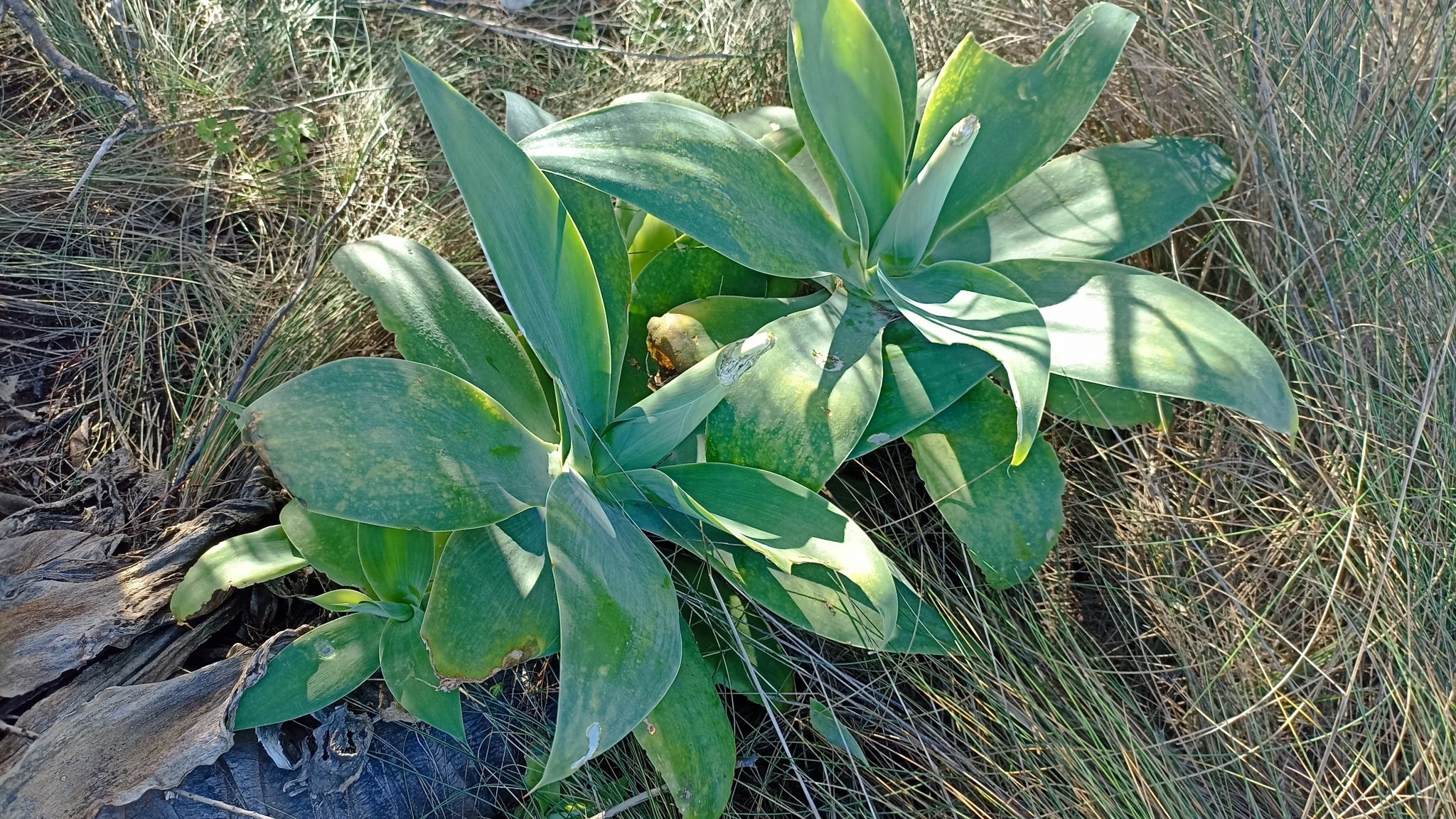 Agave-dragão