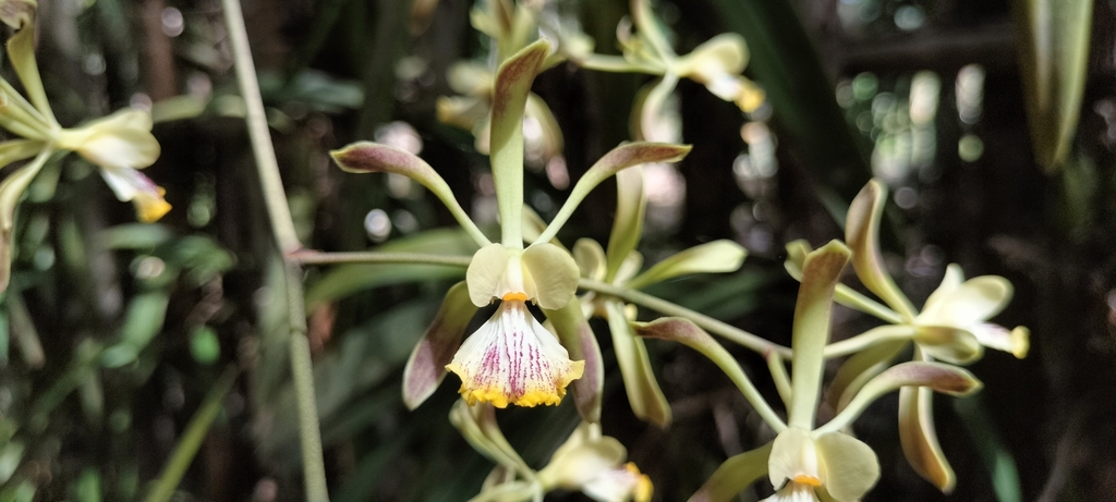 Encyclia alata