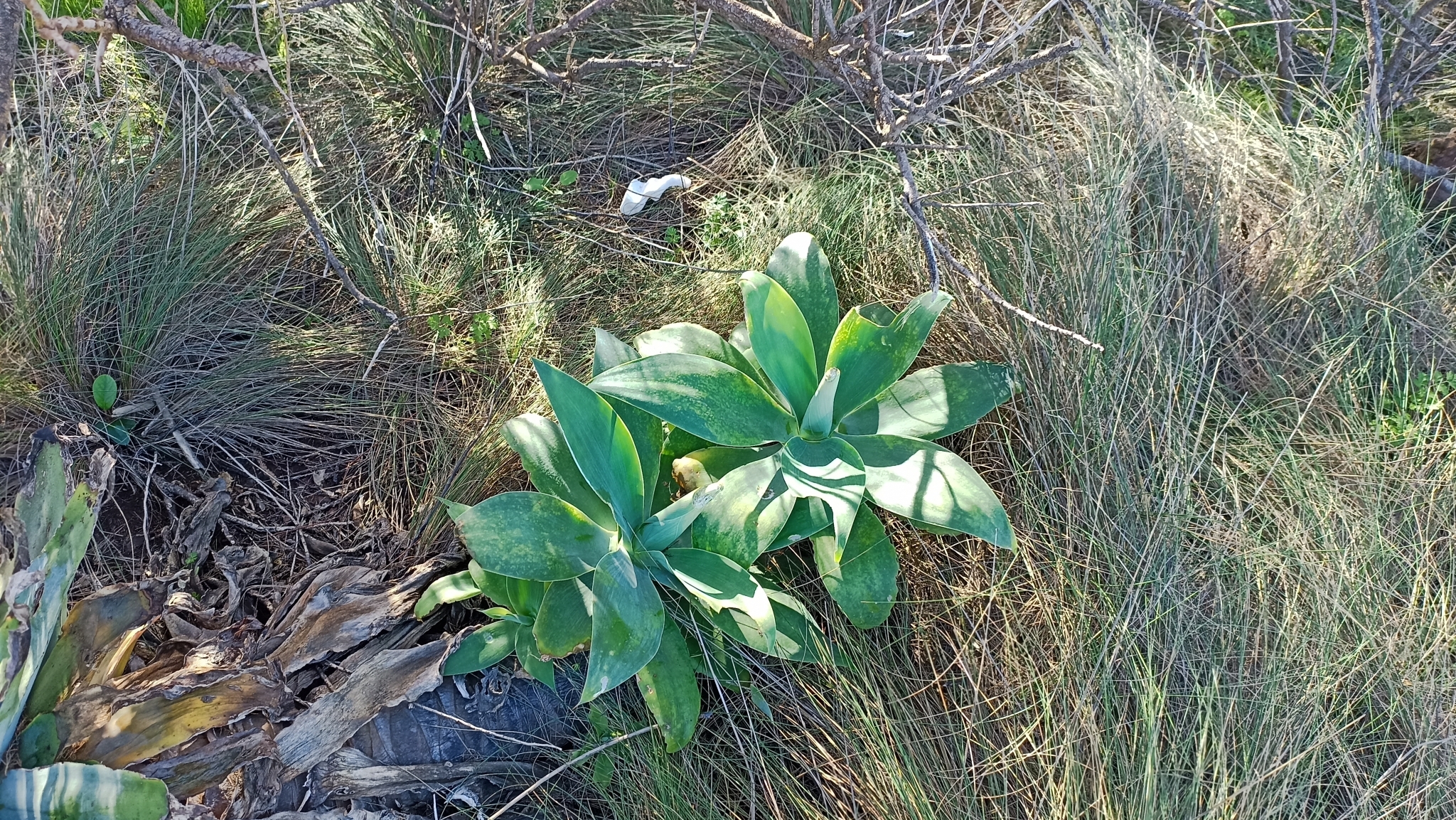 Agave-dragão