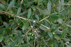 Berberis glaucocarpa