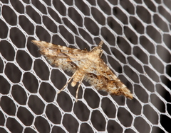 Palaeodes samealis