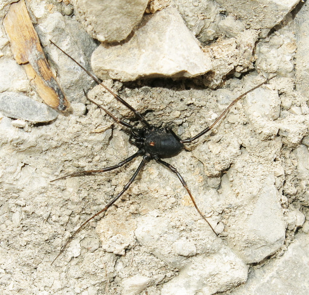 Rilaena pusilla