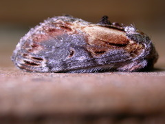 Notodonta scitipennis